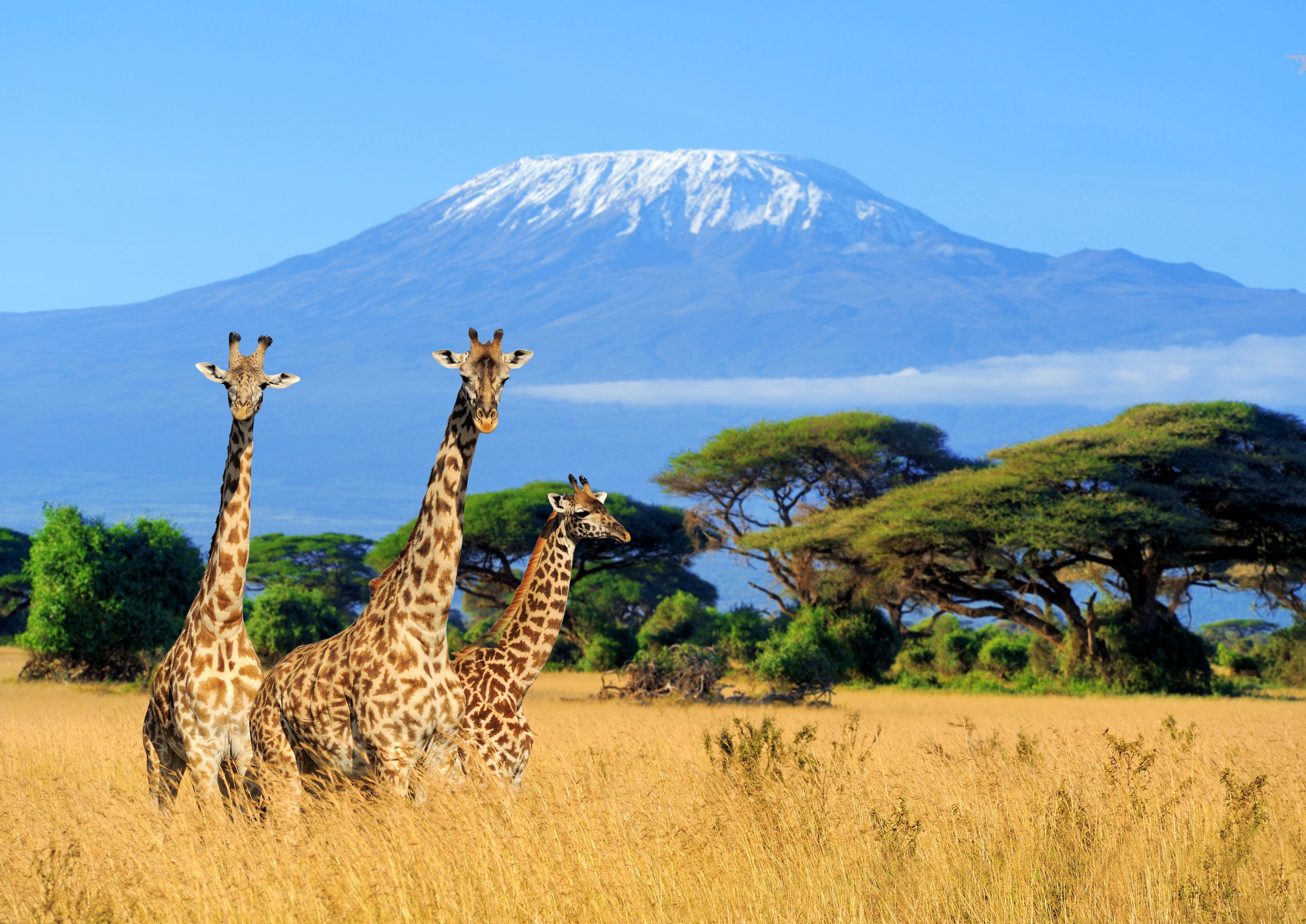 Giraffe & Mount Kilimanjaro